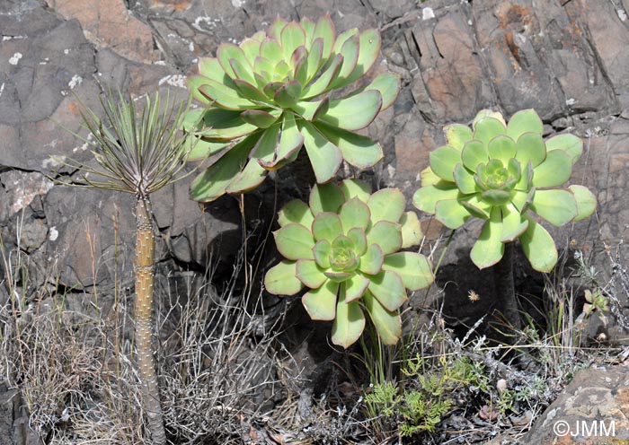 Aeonium pseudourbicum & Kleinia neriifolia