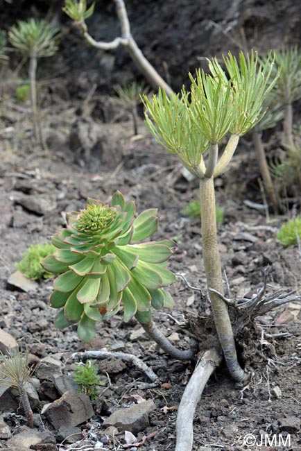 Aeonium pseudourbicum & Kleinia neriifolia