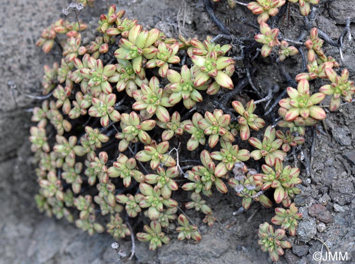 Aeonium sedifolium