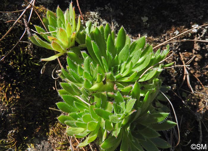 Aeonium simsii