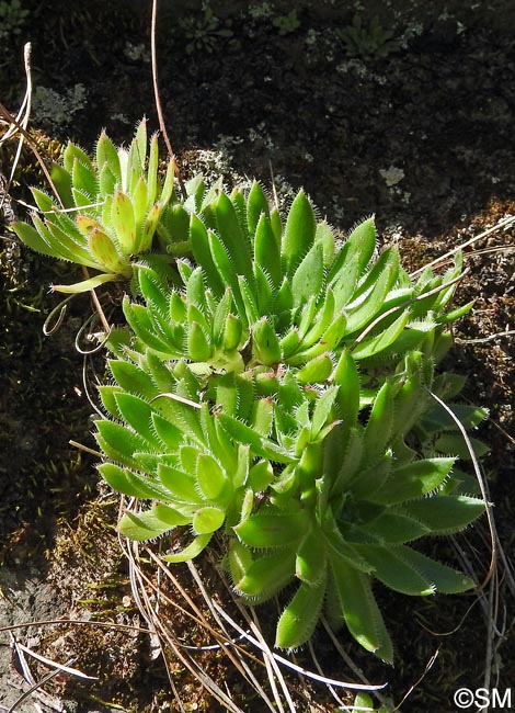 Aeonium simsii