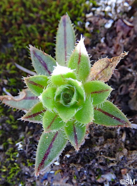 Aeonium simsii