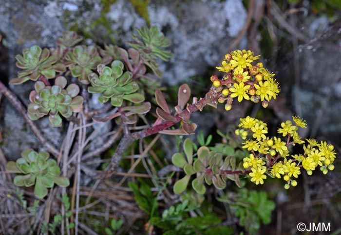 Aeonium spathulatum