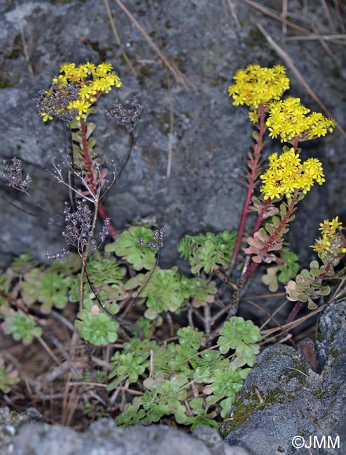 Aeonium spathulatum