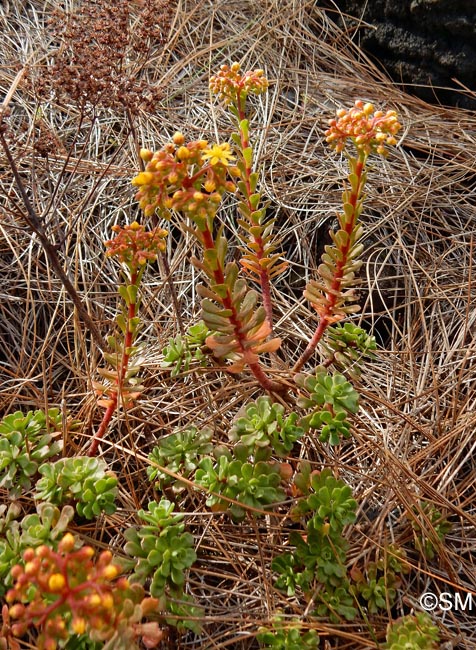 Aeonium spathulatum