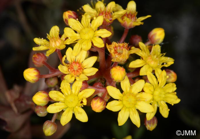 Aeonium spathulatum