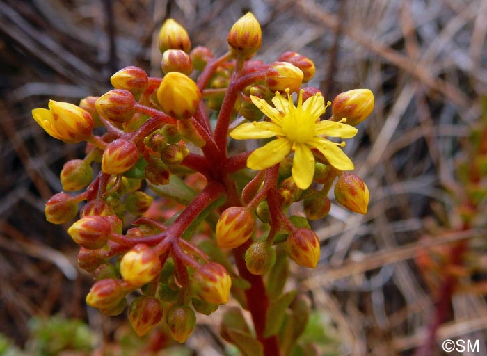 Aeonium spathulatum