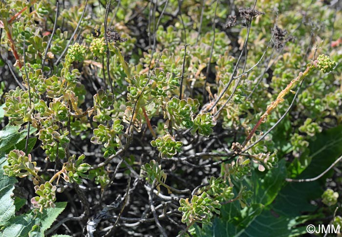 Aeonium spathulatum