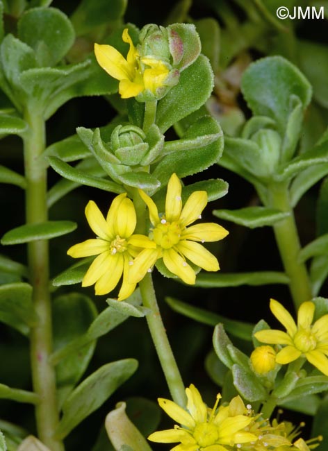 Aeonium spathulatum