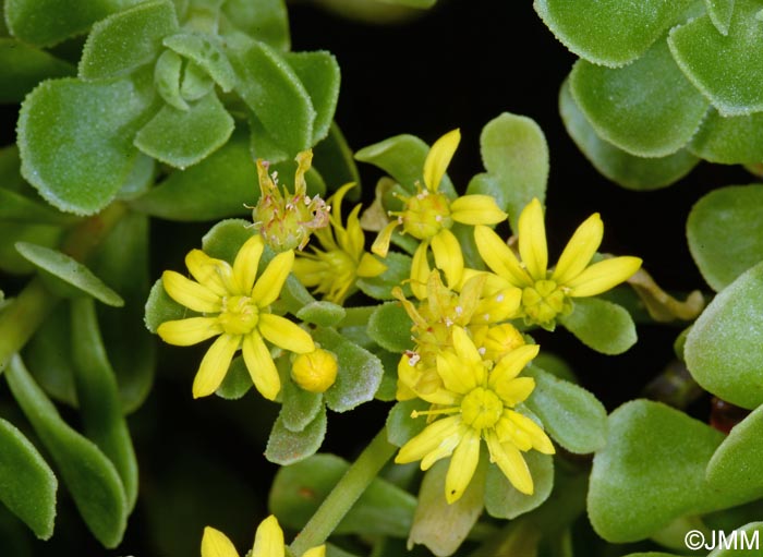 Aeonium spathulatum