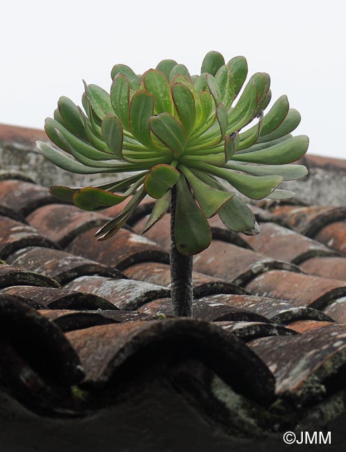 Aeonium urbicum