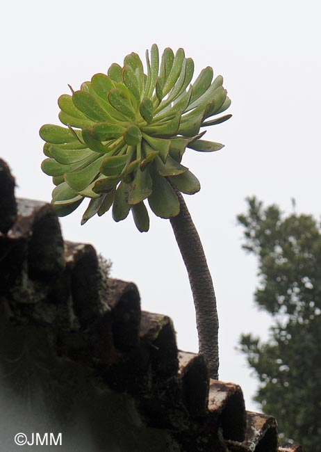 Aeonium urbicum