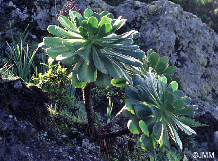 Aeonium urbicum