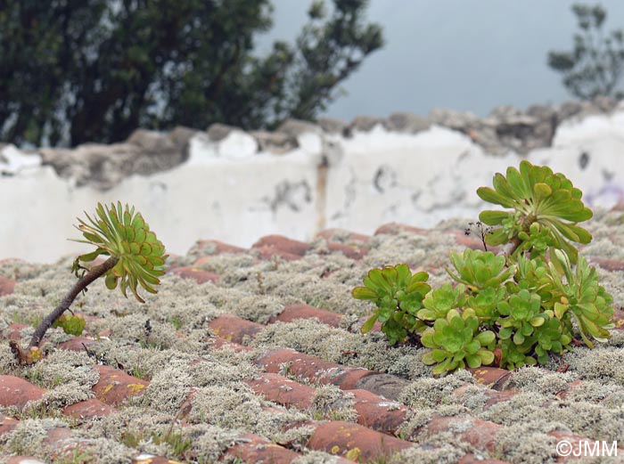 Aeonium urbicum