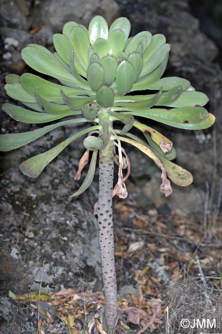 Aeonium urbicum