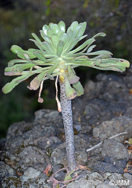 Aeonium urbicum