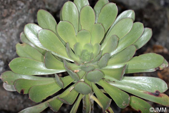 Aeonium urbicum