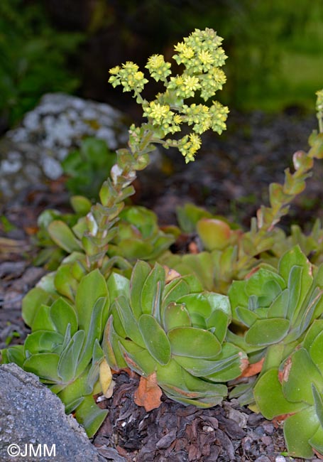 Aeonium virgineum