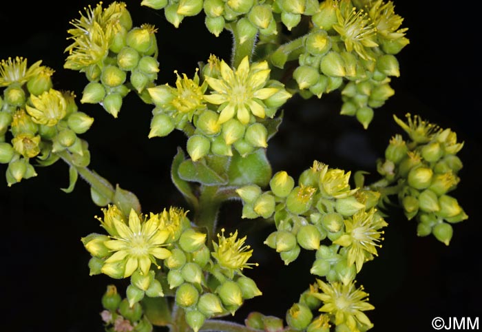 Aeonium virgineum