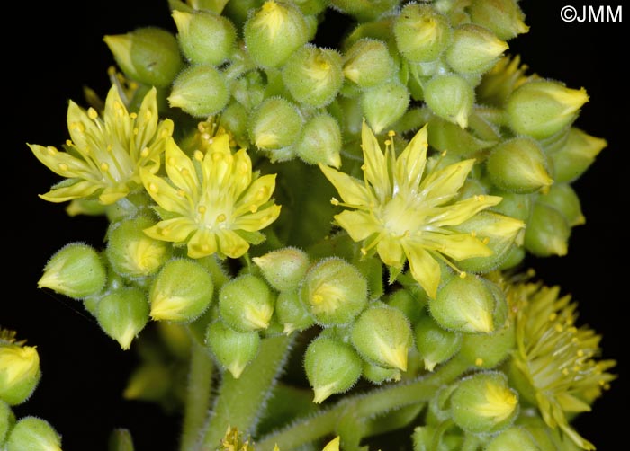 Aeonium virgineum