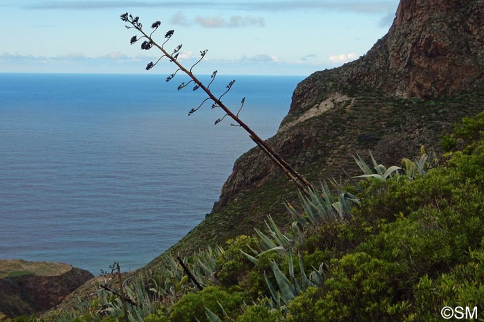 Agave americana