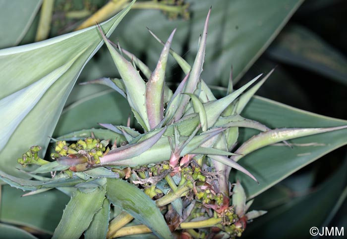 Agave americana