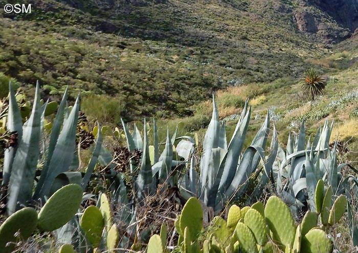 Agave americana & Opuntia maxima