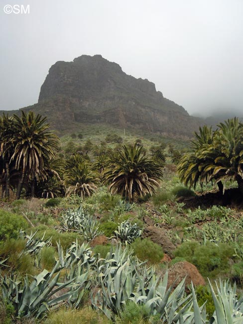 Agave americana & Phoenix canariensis