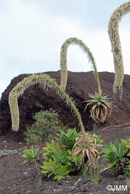 Agave attenuata