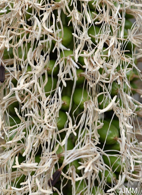 Agave attenuata