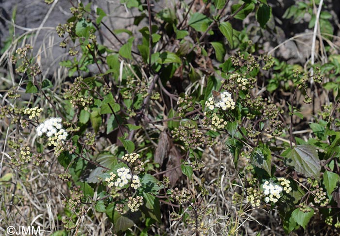 Ageratina adenophora