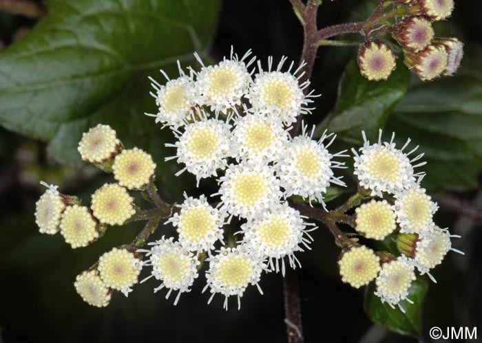 Ageratina adenophora