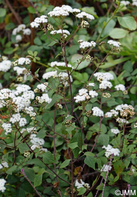 Ageratina adenophora