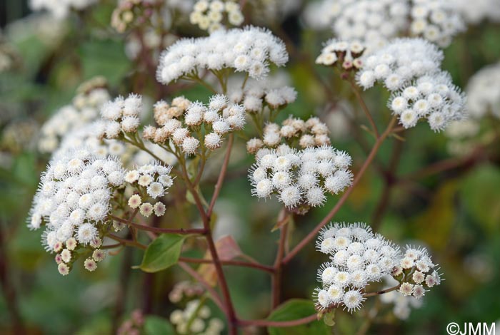 Ageratina adenophora