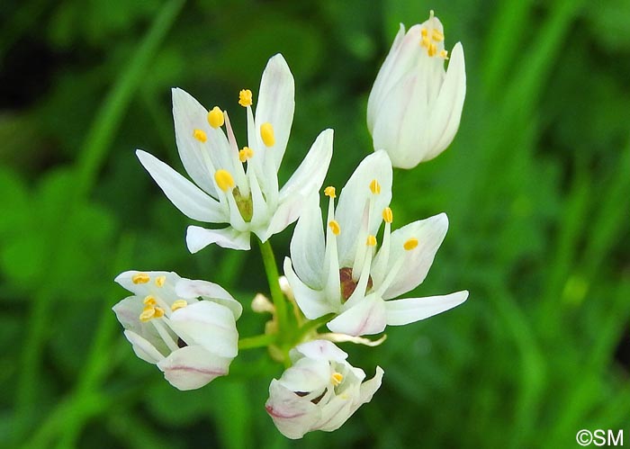 Allium canariense