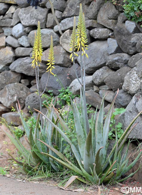 Aloe vera