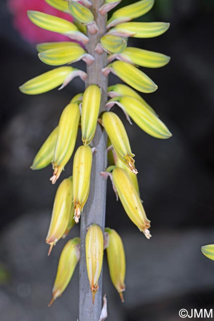 Aloe vera