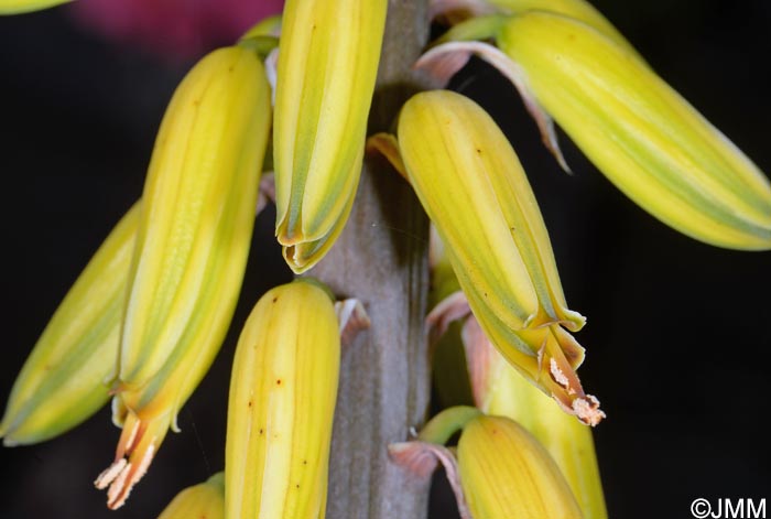 Aloe vera