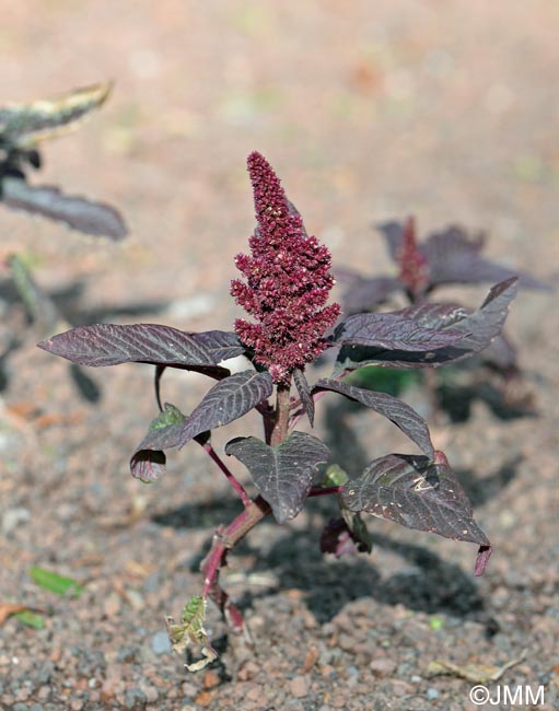 Amaranthus hybridus subsp. cruentus = Amaranthus cruentus