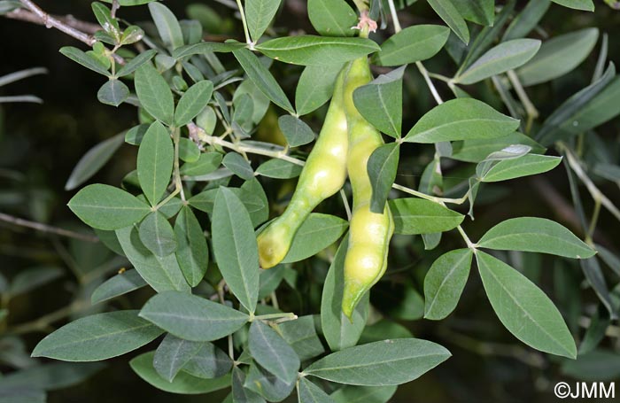 Anagyris latifolia