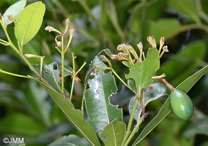 Apollonias barbujana