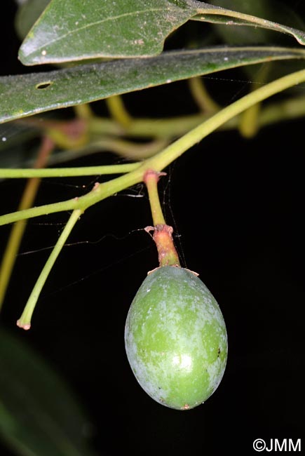 Apollonias barbujana