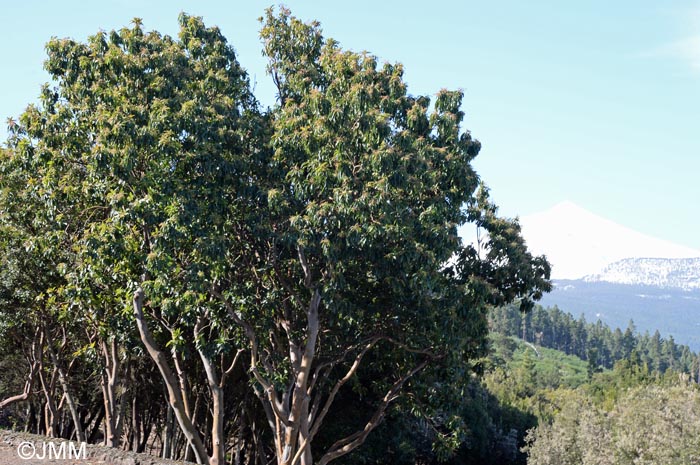 Arbutus canariensis