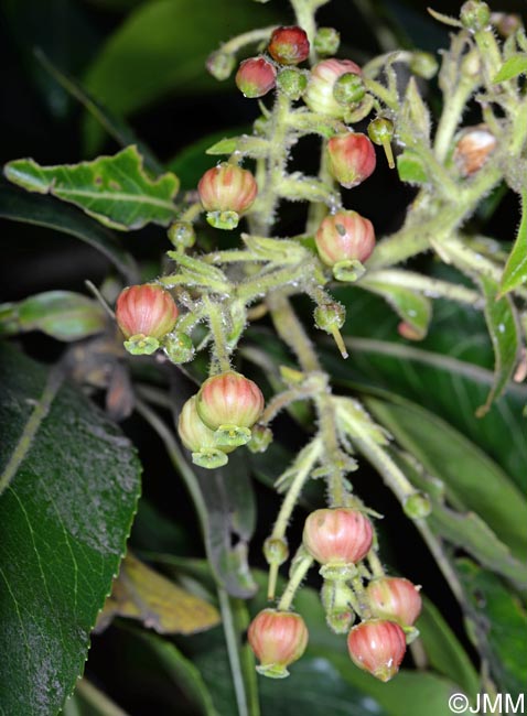 Arbutus canariensis