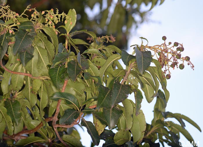 Arbutus canariensis