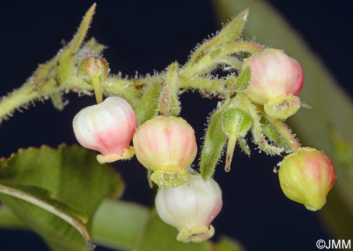 Arbutus canariensis