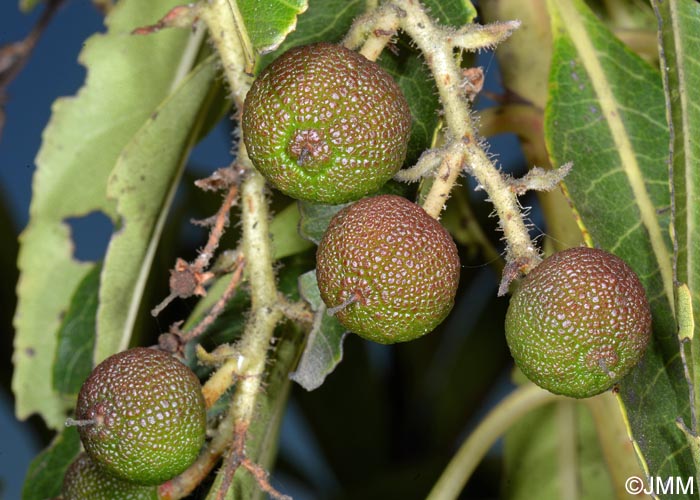 Arbutus canariensis