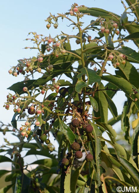 Arbutus canariensis