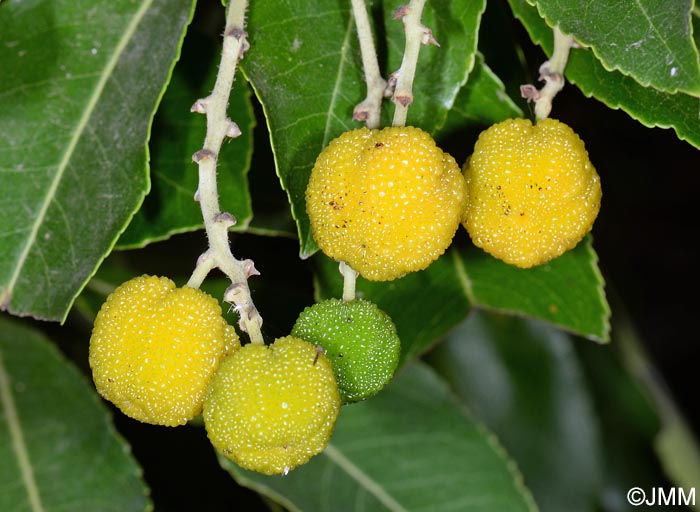 Arbutus canariensis