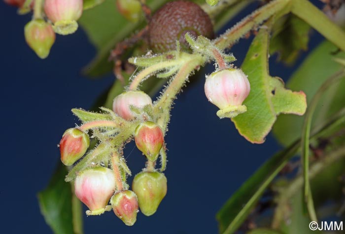 Arbutus canariensis